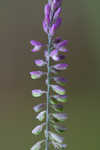 Swamp milkwort